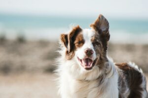 Van puppy tot senior begrijp wat jouw hond echt nodig heeft