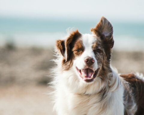 Van puppy tot senior begrijp wat jouw hond echt nodig heeft